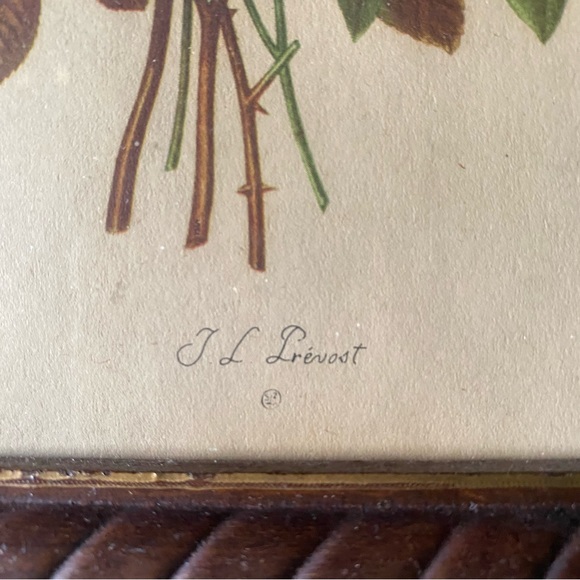 Vintage JL Prevost Jean Louis floral botanical flower framed print Bouquet art - Picture 4 of 10